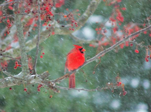 istock Cardinal in the Snow 839316050