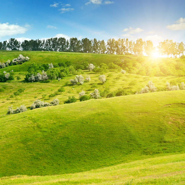 istock Hilly green fields and the sun on a blue sky 839316840