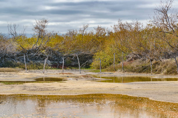 istock Pond and Trees, Galapagos, Ecuador 839327176