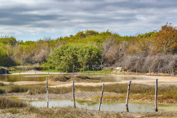 istock Pond and Trees, Galapagos, Ecuador 839327352