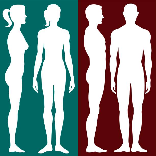 menschlichen körpersilhouette - männliche figur stock-grafiken, -clipart, -cartoons und -symbole