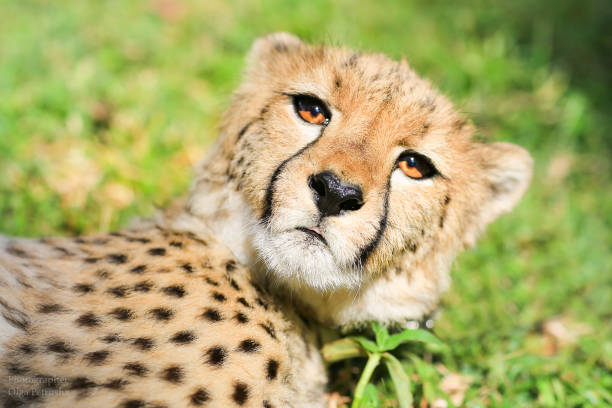 istock Close-up of the cheetah 839332962