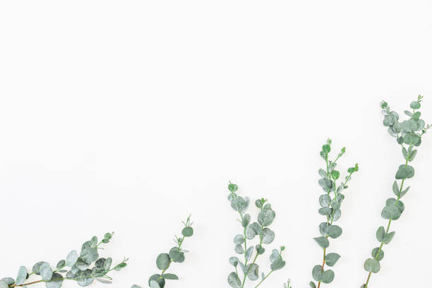 istock Floral pattern of eucalyptus leaves isolated on white background. Flat lay, top view 839337640