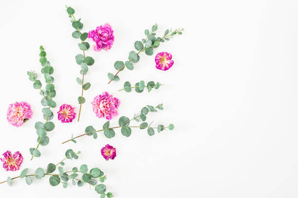 istock Rose flowers and eucalyptus on white background. Flat lay, top view. Valentine's background. 839337686