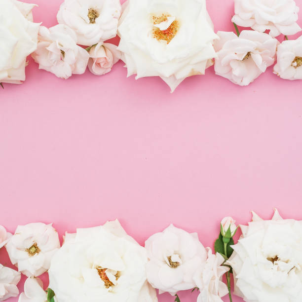istock Frame of white roses on pink background. Flat lay, top view. Flower background. 839337780