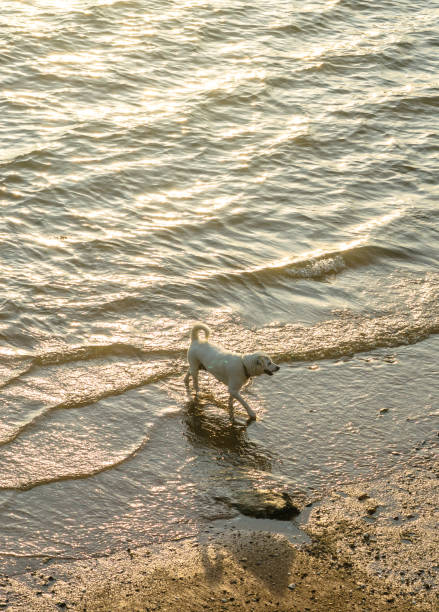 istock Dogs walking in sea with sunset light effect 839340932
