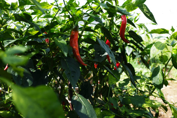 istock Red peppers opened in a pepper field 839342094