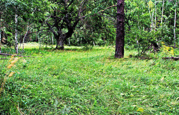 森の空き地とオーク。 - oak tree tree grass hdr ストックフォトと画像