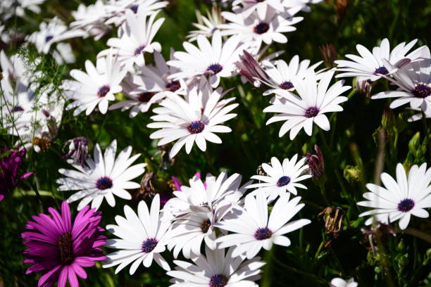 istock Magaritan flowering in Spain 839345176
