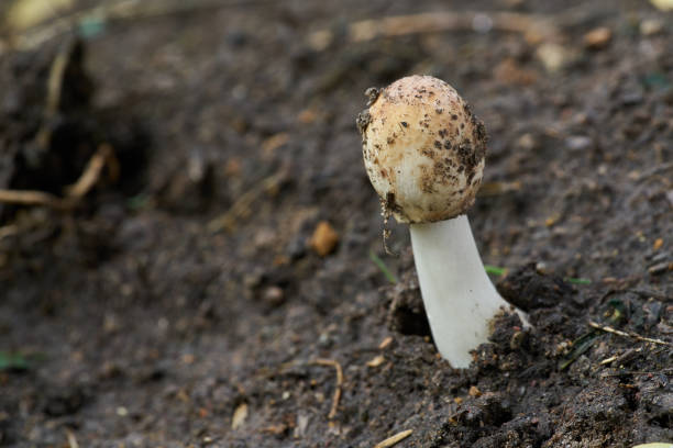 istock macro mushroom growing in forest during rainy or wet season. 839345430