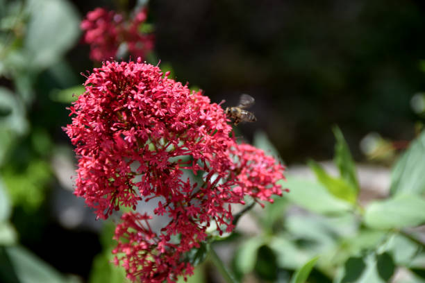 istock A beautiful pink Pentas flower, commonly known as Egyptian Star cluster, with a bee 839345982