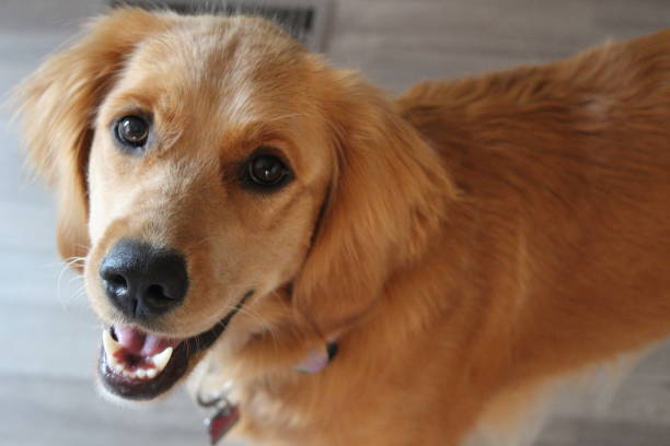 ゴールドレトリバーのポートレート - golden retriever retriever dog smiling ストックフォトと画像