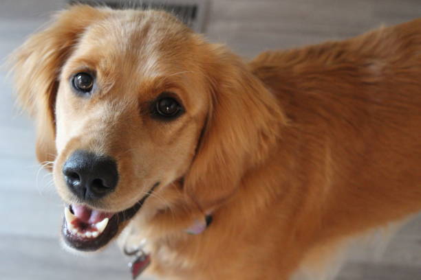 golden retriever portrait - golden retriever retriever golden dog imagens e fotografias de stock