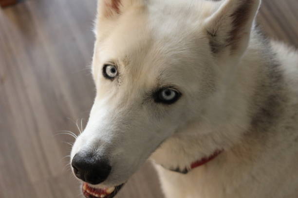 istock Siberian Husky Portrait Shot 839349812