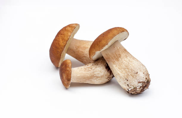 funghi porcini freschi isolati su sfondo - porcini mushroom foto e immagini stock