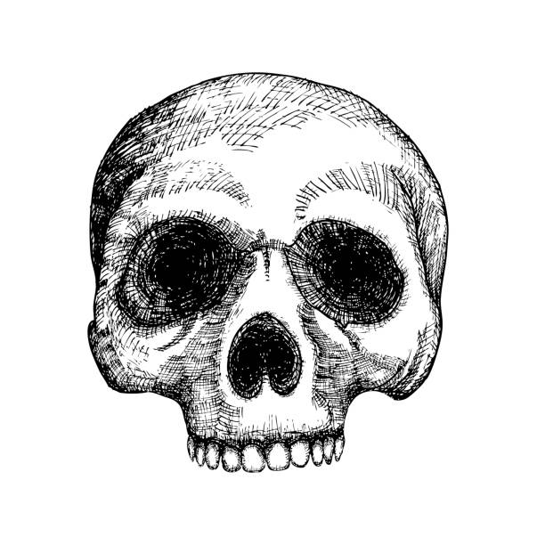 istock Hand drawing skull. Human skull sketch. Black and white illustration of skull, hand drawn. Witchcraft magic, occult voodoo attribute decorative element. Death and mortality symbol. Vector. 839352626