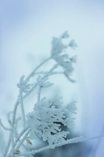 istock Plant in frost  , winter  nature background 839353454