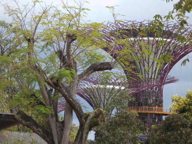 istock Super Trees in Marina bay 839353486