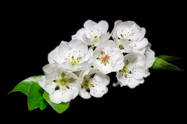 istock Pear tree flowers on black background,greeting card with blossom branches 839353506