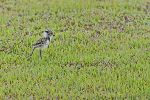 istock Beautiful southern lapwing - Beautiful lapwig pupy 839354292