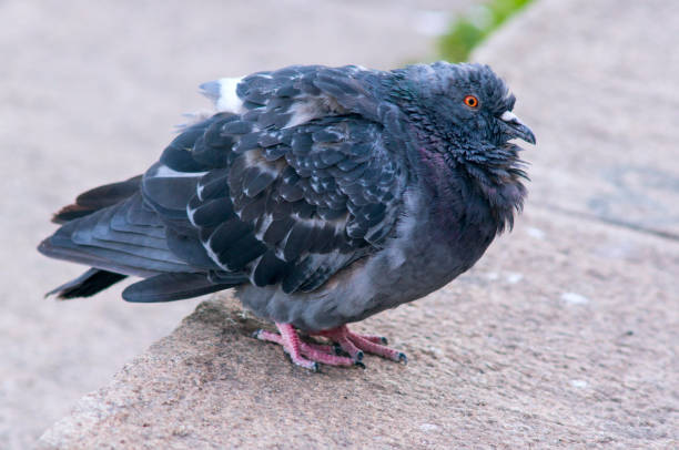 istock Portrait of sick pigeon 839354394