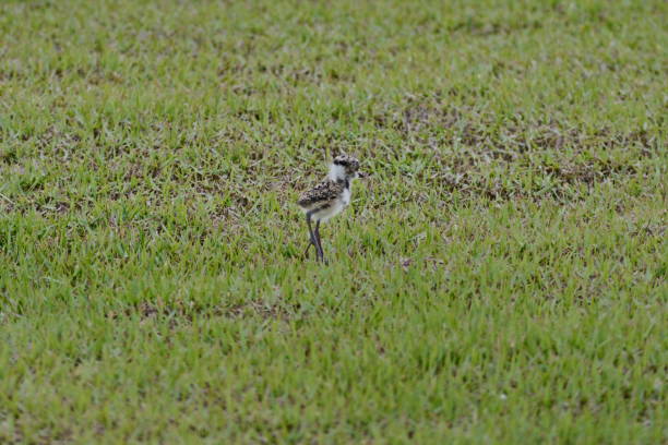 istock Beautiful southern lapwing - Beautiful lapwig pupy 839354430
