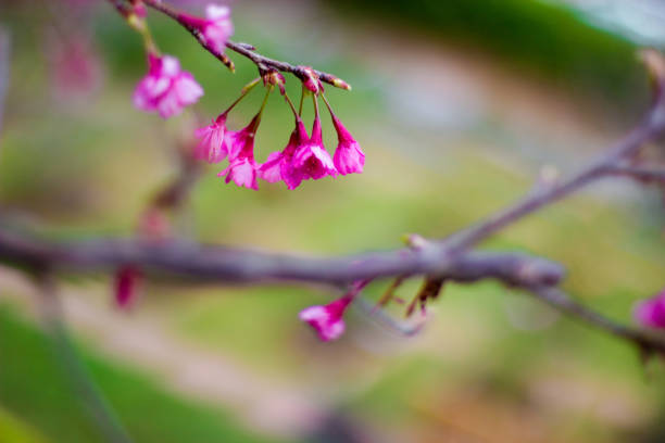 istock Wild Himalayan Cherry with blue sky and cloud background. Thai sakura blooming during winter in Thailand 839356864