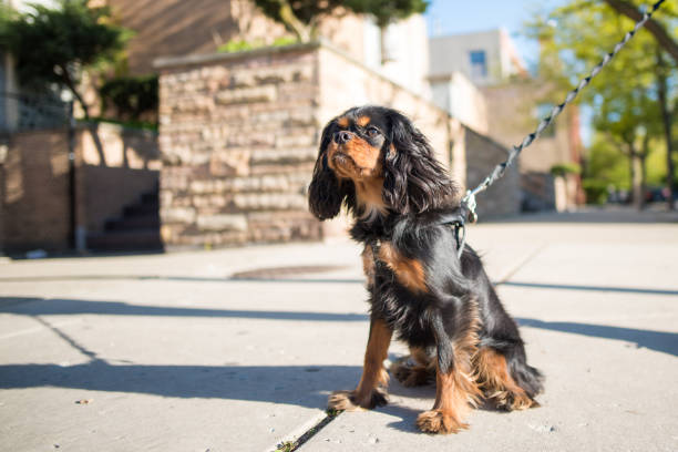 Cavalier King Charles Spaniel out for a walk and training