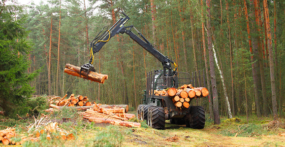 The harvester lumberjack working in a forest. Harvest of timber. Production of firewood as a renewable energy source.