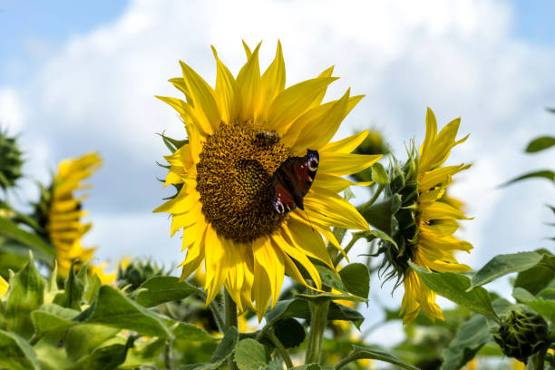istock Beautiful sunflower with a butterfly 839361430