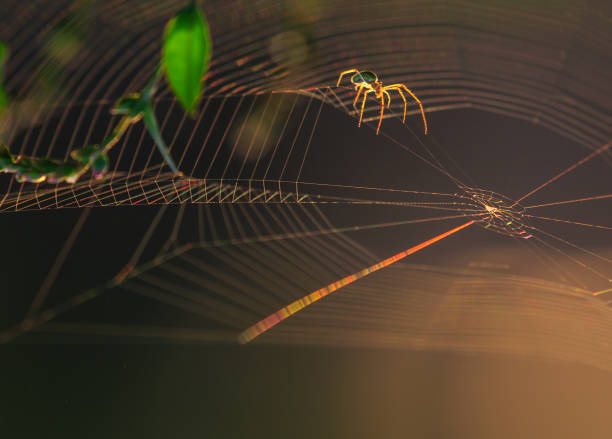 istock Spider silhouette on an orbital web, under warm bright sunset light 839361442