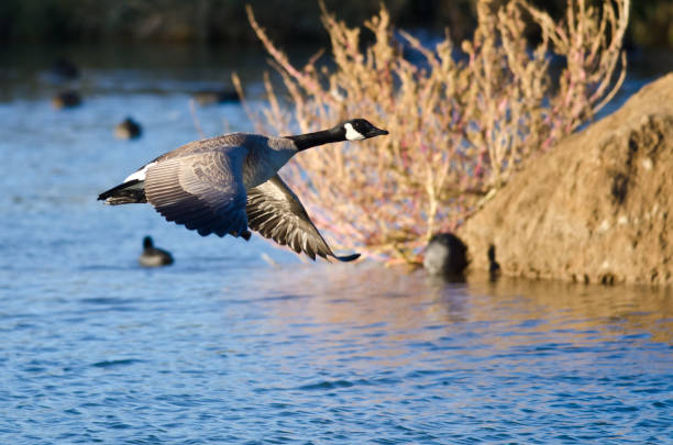 Canada Goose Flying Low Over the Autumn Pond Canada Goose Flying Low Over the Autumn Pond canada goose photos stock pictures, royalty-free photos & images