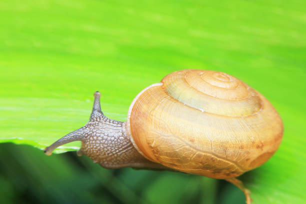 istock Snail crawling on the green leaves. 839363936