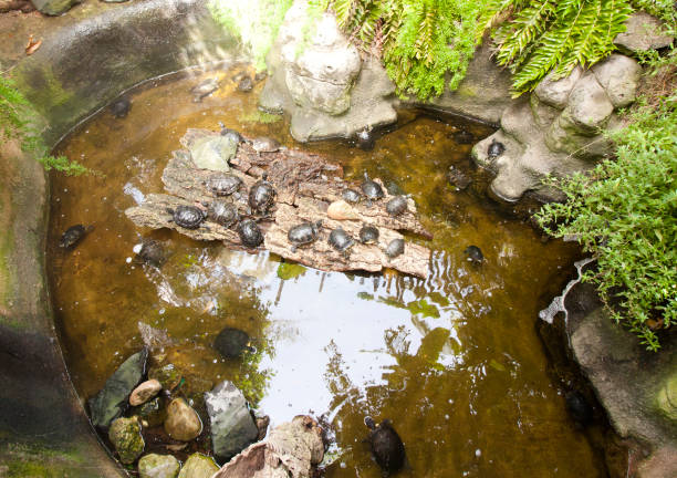 istock Many turtles in the water and on shore. 839364876