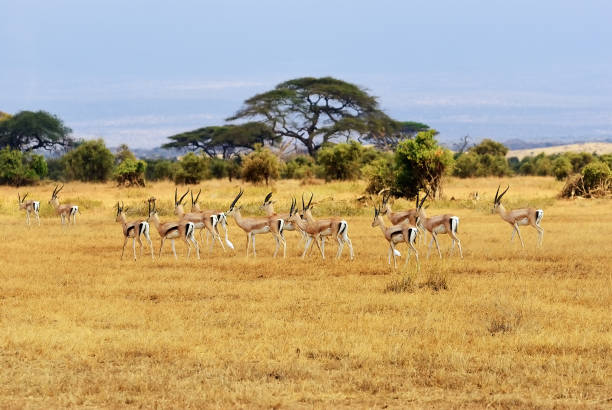 istock Kenya, animal wildlife 839364906