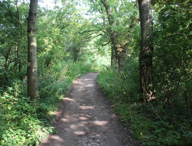 istock Forest path, Noordhollands Duinreservaat 839366032