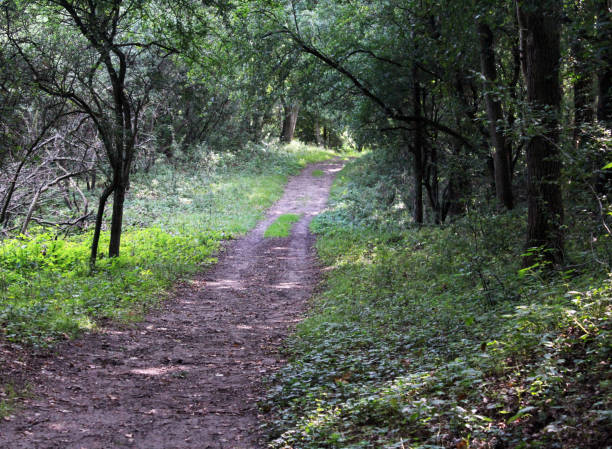 istock Forest path, Noordhollands Duinreservaat 839368170