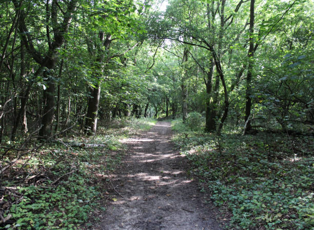 istock Forest path, Noordhollands Duinreservaat 839368186
