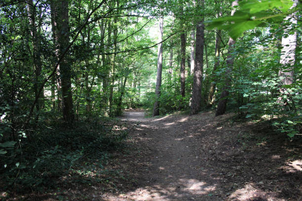 istock Forest path, Noordhollands Duinreservaat 839368378
