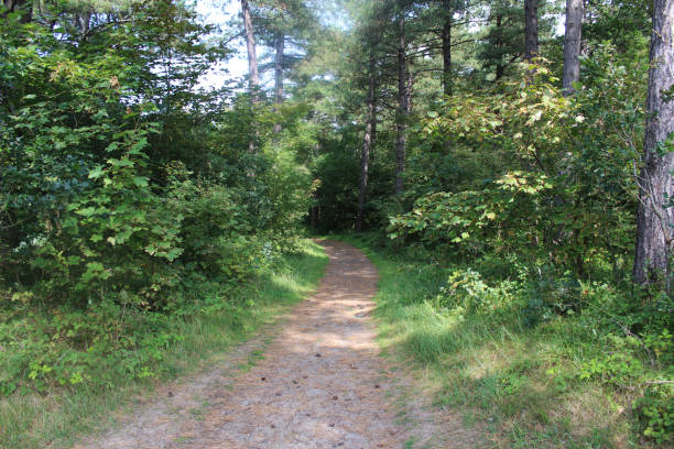 istock Forest path, Noordhollands Duinreservaat 839368796