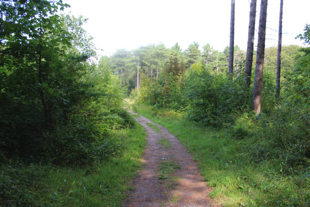 istock Forest path, Noordhollands Duinreservaat 839368834