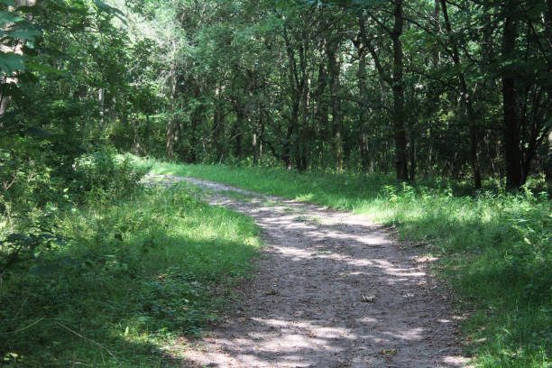istock Forest path, Noordhollands Duinreservaat 839368860