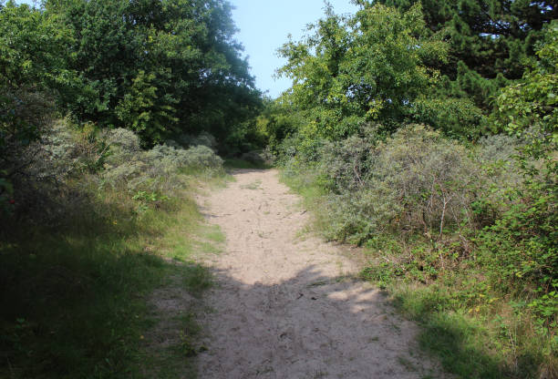 istock Forest path, Noordhollands Duinreservaat 839369188