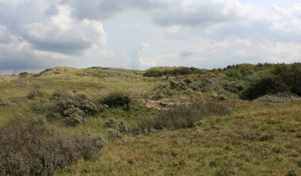 istock dunes landscape, Noordhollands Duinreservaat 839372842