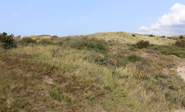 istock dunes landscape, Noordhollands Duinreservaat 839372886