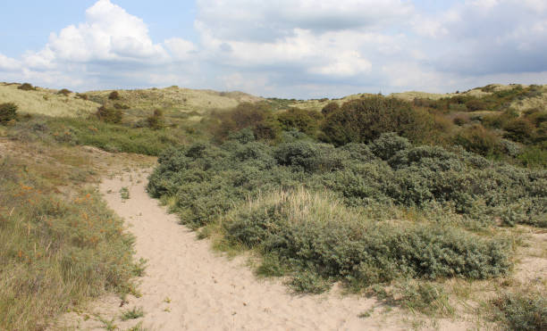 istock dunes landscape, Noordhollands Duinreservaat 839372908