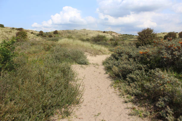 istock dunes landscape, Noordhollands Duinreservaat 839372928