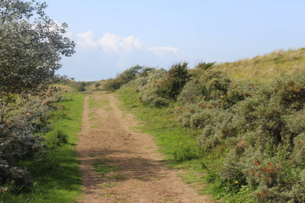 istock dunes landscape, Noordhollands Duinreservaat 839373110