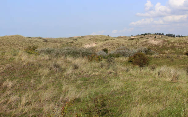 istock dunes landscape, Noordhollands Duinreservaat 839373522