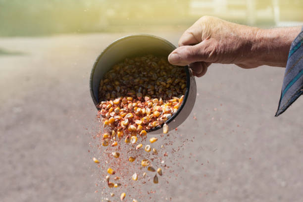 Wind winnowing corn. Close-up